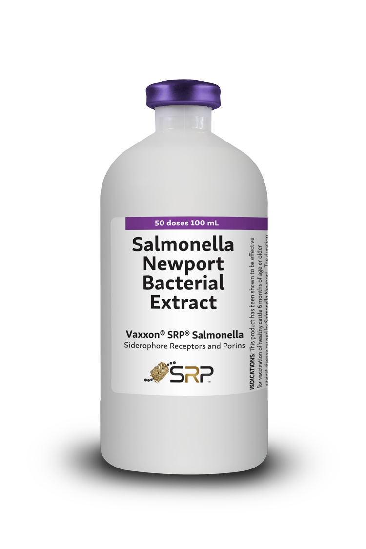 Cattle---Salmonella-Newport-WEB